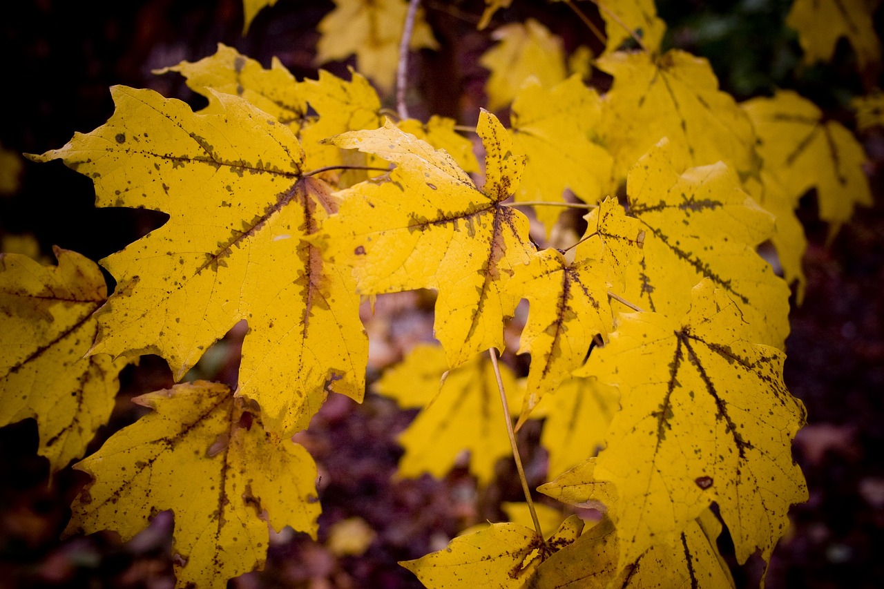 Lorem Ipsum Generator 4